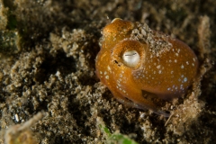 Tropical bottletail squid, Sepiadarium kochi, Sepiadariidae, Anilao, Philippines, Asia